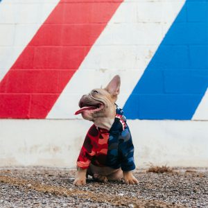 Gear, Products, & Reviews - Uncensored Dog Article Category