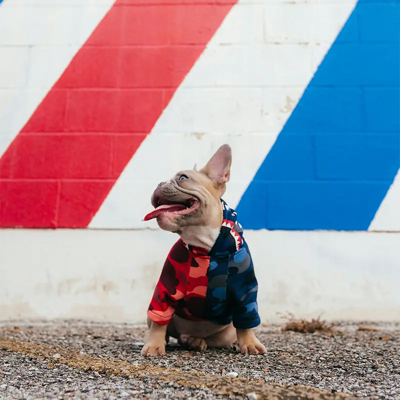 Gear, Products, & Reviews - Uncensored Dog Article Category