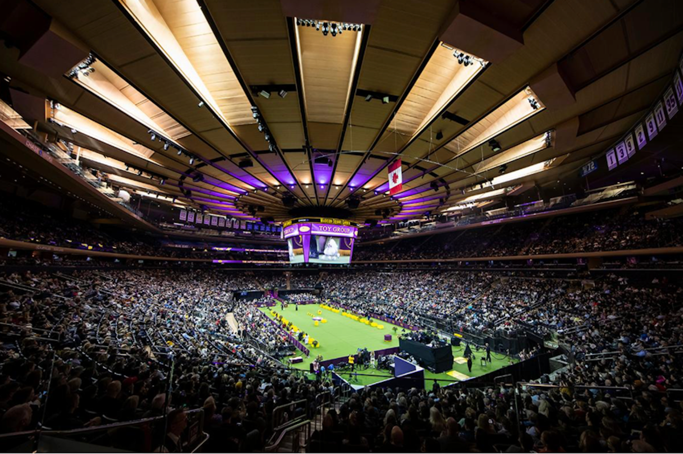 Westminster Dog Show 150th anniversary