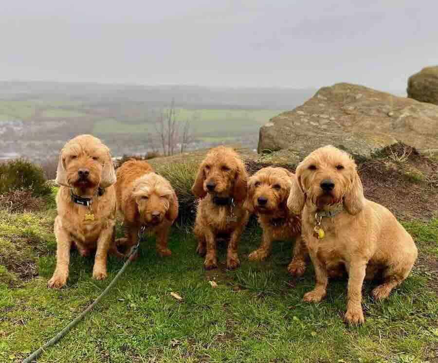 Basset Fauve de Bretagne