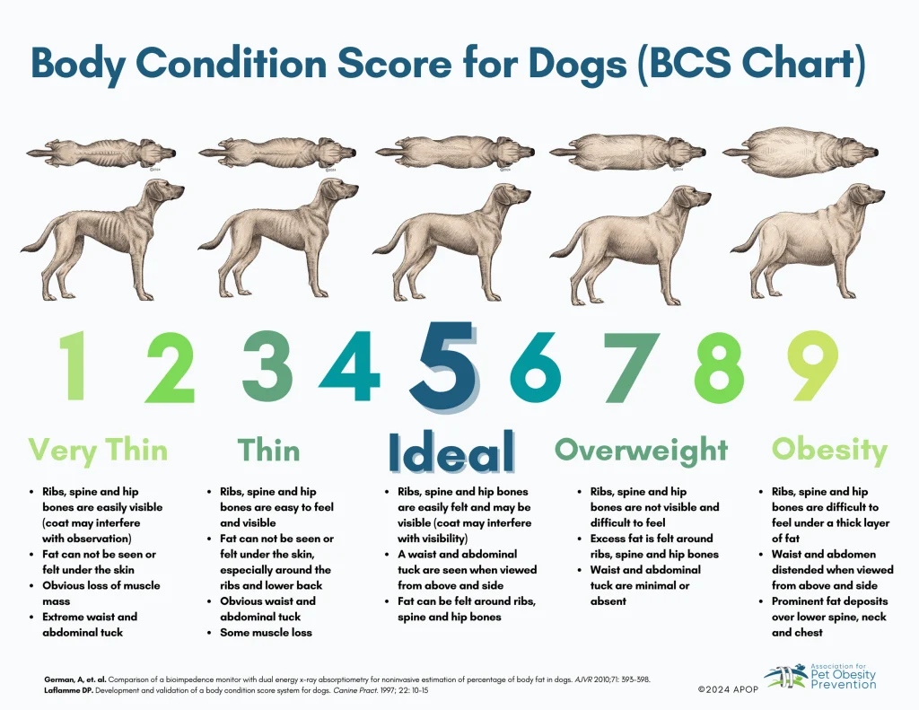 Dog Body Condition Score Chart(BCS)
