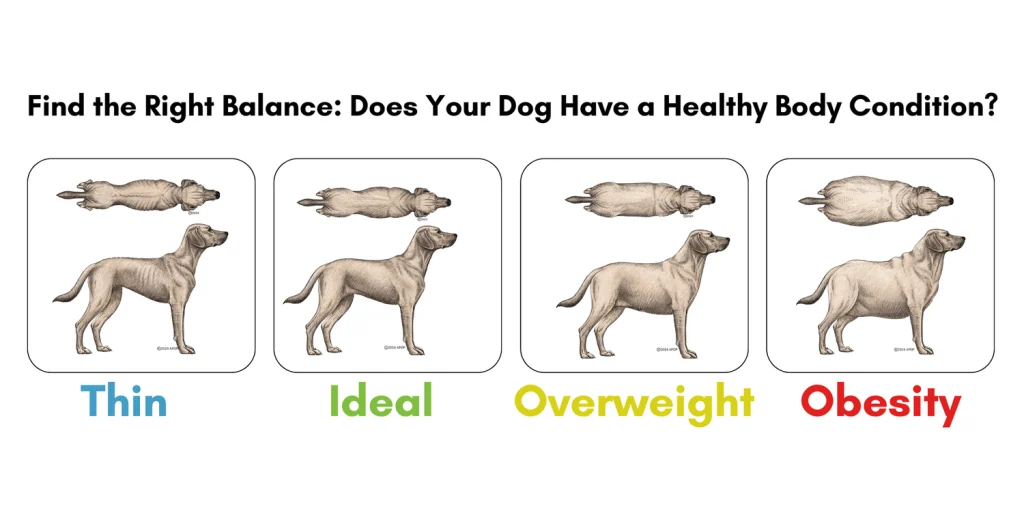 Signs Your Dog Is Being Fed Enough
