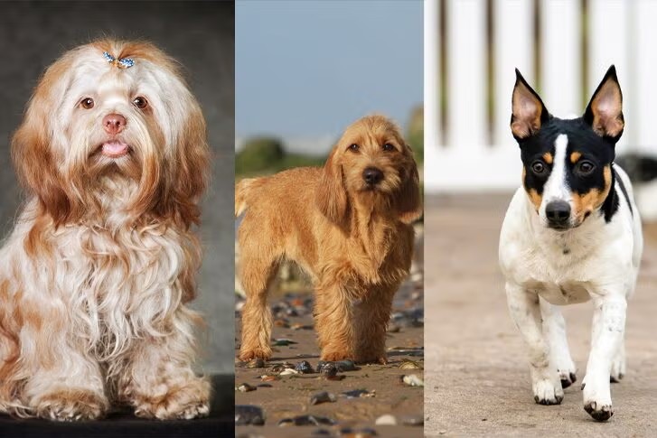 Three New Dog Breeds Officially Join the American Kennel Club
